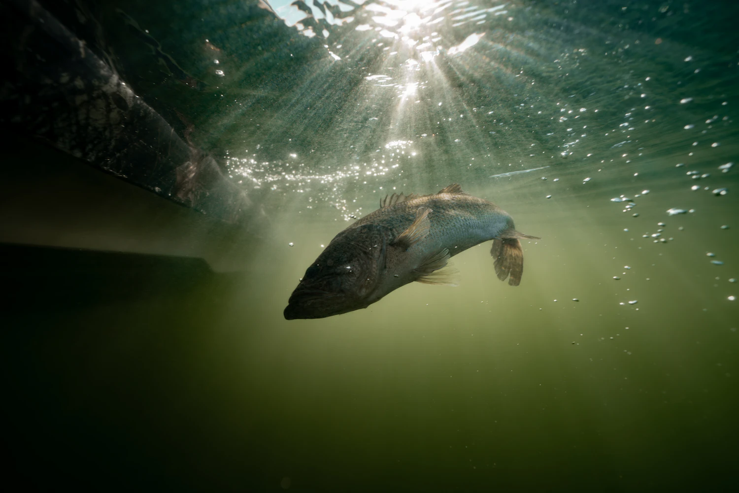 Fish swimming beneath the surface with sunlight breaking through the water